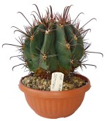 Ferocactus rectispinus