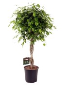 Ficus exotica velký strom
