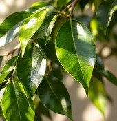 Ficus benjamina 2.jakost (2/2)