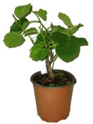 Ficus carica brown turkey - keř