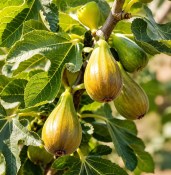 Ficus carica Fíkovník  (2/2)