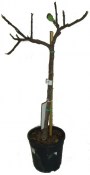Ficus carica - Fíkovník smokvoň (2/2)