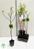 Ficus carica Fíkovník smokvoň velký 150 cm (1/2)