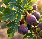 Fíkovník ficus carica mrazuvzdorný strom (2/2)