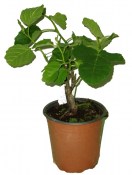 Ficus carica fíkovník mrazuvzdorný Bornholm v teracotovém květináči