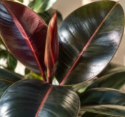 Ficus elastica abidjan (2/2)