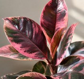 Ficus elastica belize (2/2)