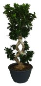 Ficus Ginseng 13