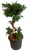 Ficus Ginseng 8