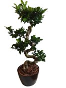 Ficus Ginseng 9