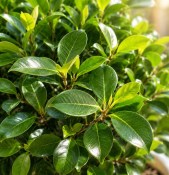 Ficus nitida vlecht velký strom (2/2)