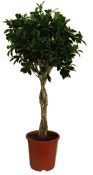 Ficus nitida vlecht velký strom