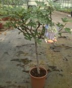 Fíkovník - Ficus bornholm - červený rozvětvený