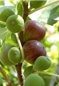 Fíkovník ficus carica strom 150 cm velmi starý strom