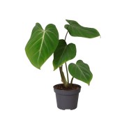 Philodendron glorios - Filodendron