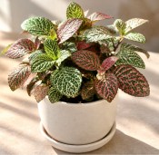 Fittonia albivenis - mozaiková rostlina