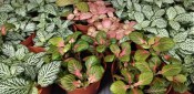Fittonia mix - mozková či nervová rostlina (2/2)