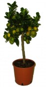 Fortunella Kumquat Osha 2. jakost č.6 (2/2)