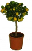 Fortunella Kumquat Osha 2. jakost č.6 (1/2)