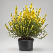 Genista - spachiana - Kručinka
