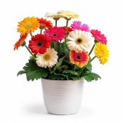 Gerbera 