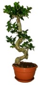 Ficus Ginseng 1