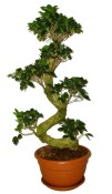 Ficus Ginseng 1