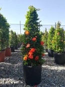 Granátové jablko punica granatum rozvětvený keřový strom