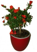 Granátovník Punica granatum jablko keřík 50 cm
