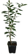 Granátovník jablko rozvětvený keřík vysoký 45 cm - nezasíláme - pouze na prodejně (1/2)