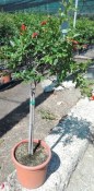 Granátovník Punica granatum jablko keřík 50 cm (3/3)