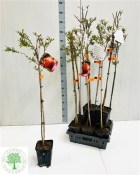 Granátovník Punica granatum jablko keřík 50 cm (2/3)