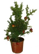 Granátovník jablko rozvětvený keřík vysoký 45 cm - nezasíláme - pouze na prodejně (2/2)