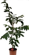 Guave - velkoplodá kvajáva 40-60 cm nezasíláme - pouze na prodejně