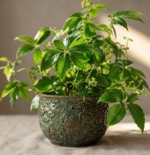 Gynostemma pentaphyllum - Ženšen pětilistý - Jiaogulan 