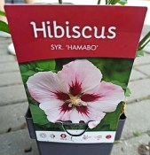 Ibišek Hibiscus Syriacus mrazuvzdorný růžový květ