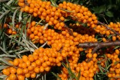 Hippophae rhamnoides (L.) 