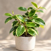 Hoya australis Lisa - Voskovka