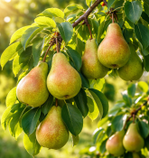 Hruška Conference Pyrus Communis (2/2)