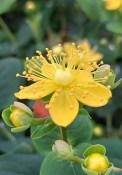 Hypericum inodorum - Třezalka nevonná