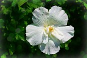Ibišek Hibiscus bílý mrazuvzdorný - nezasíláme - pouze na prodejně (1/2)