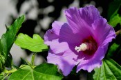 Ibišek Hibiscus fialový plný mrazuvzdorný - nezasíláme - pouze na prodejně (1/2)