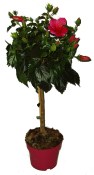 Ibišek - Hibiscus na kmínku  (1/2)