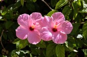 Ibišek Hibiscus růžový plný mrazuvzdorný - nezasíláme - pouze na prodejně (2/2)