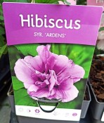 Ibišek Hibiscus Syriacus mrazuvzdorný růžový květ (1/2)