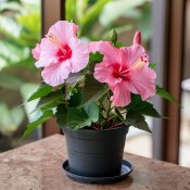 Ibišek Hibiscus Syriacus mrazuvzdorný růžový květ (1/2)