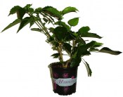 Ibišek Hibiscus Syriacus - modrý