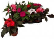Impatiens New Guinea - Netýkavka