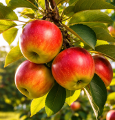 Jabloň Elstar (2/2)