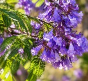 Jacaranda mimosifolia – Žakaranda mimózolistá – Modrý strom